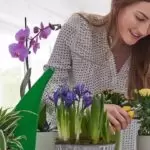 5 dicas de como cuidar de plantas de forma fácil