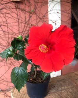 Hibisco Colorido