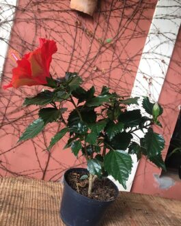 Hibisco Colorido