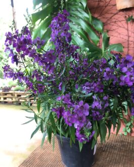 Angelonia