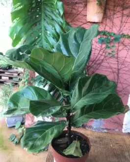 Ficus Bambino