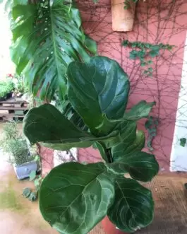 Ficus Bambino