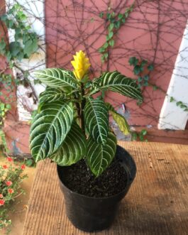 Aphelandra