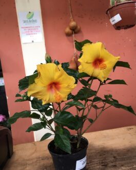 Hibisco Amarelo