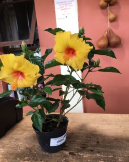 Hibisco Amarelo