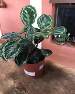 Maranta Calathea