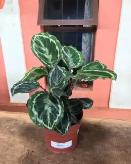 Maranta Calathea