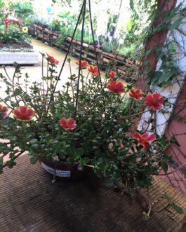 Portulaca