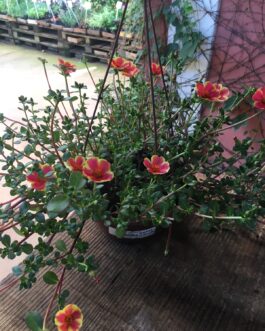 Portulaca