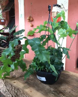 Samambaia Polypodium